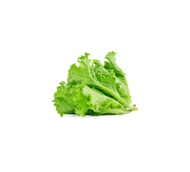 Fresh Green Leaf Lettuce